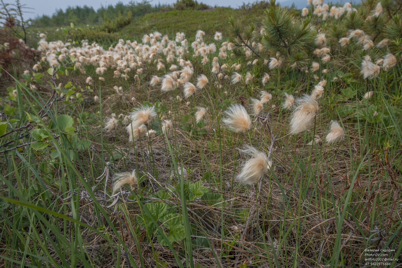 Изображение особи Eriophorum russeolum.