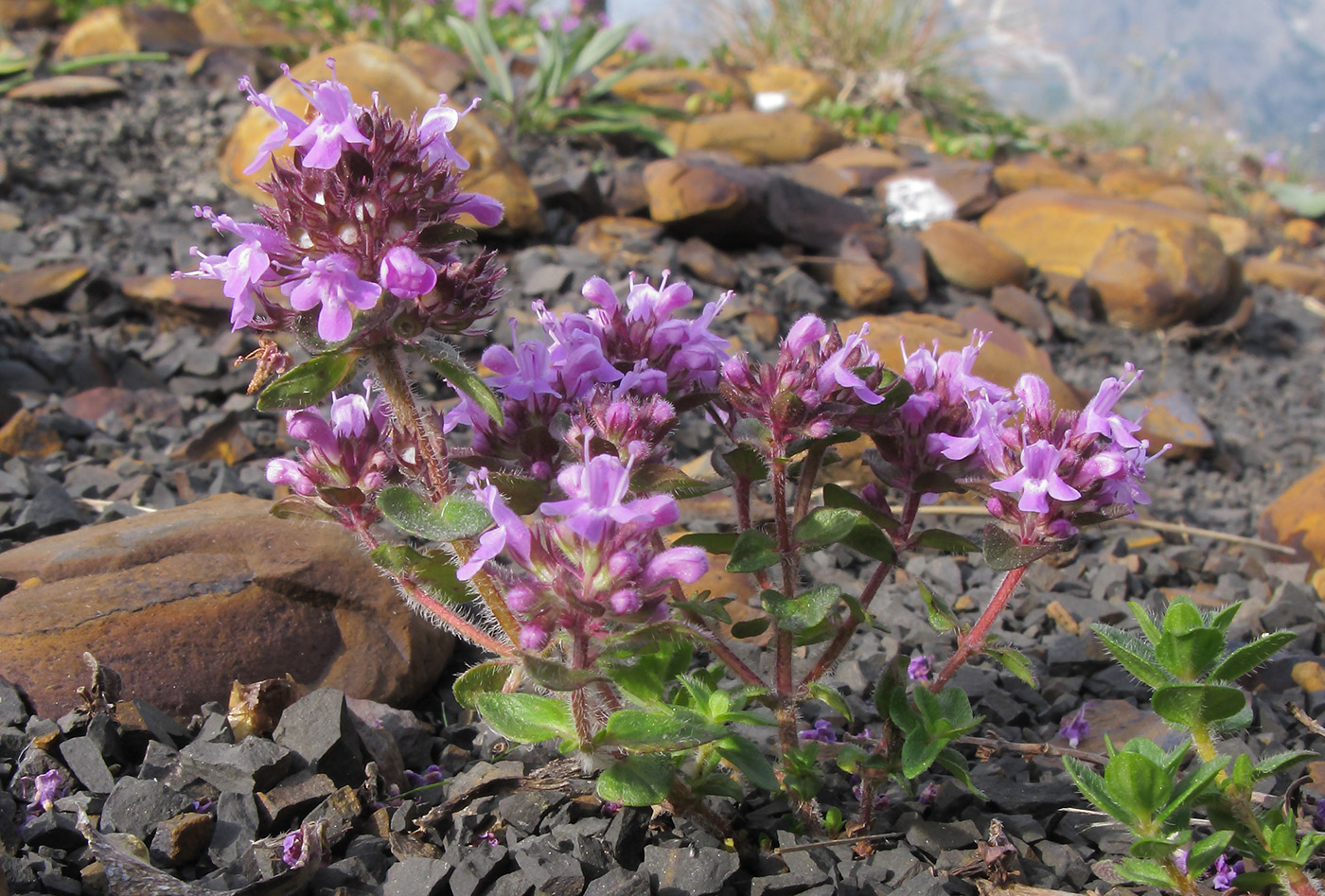 Изображение особи Thymus nummularius.