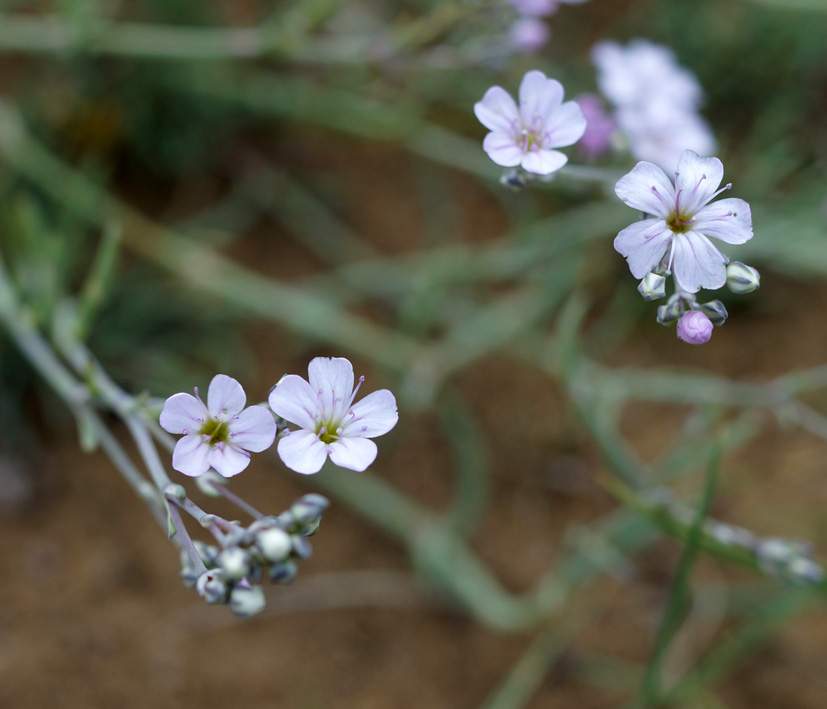 Image of Gypsophila patrinii specimen.