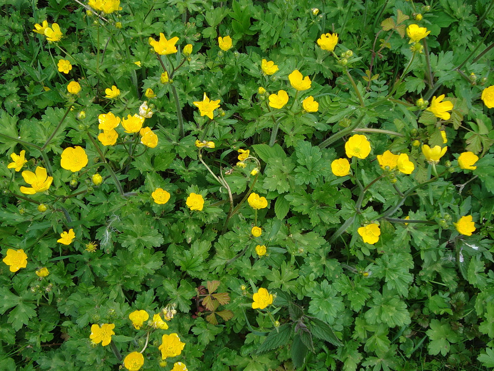 Image of Ranunculus constantinopolitanus specimen.