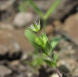 Arenaria serpyllifolia