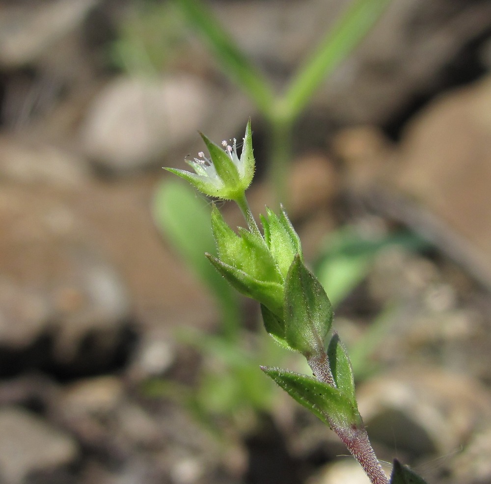 Изображение особи Arenaria serpyllifolia.