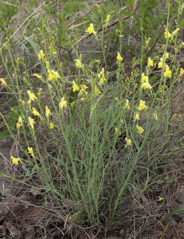 Изображение особи Linaria uralensis.