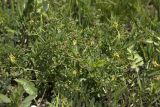 Coronilla coronata. Зацветающее растение. Ставропольский край, Кавказские Минеральные Воды, окр. г. Ессентуки, заказник \"Большой Ессентучок\". 13.05.2016.