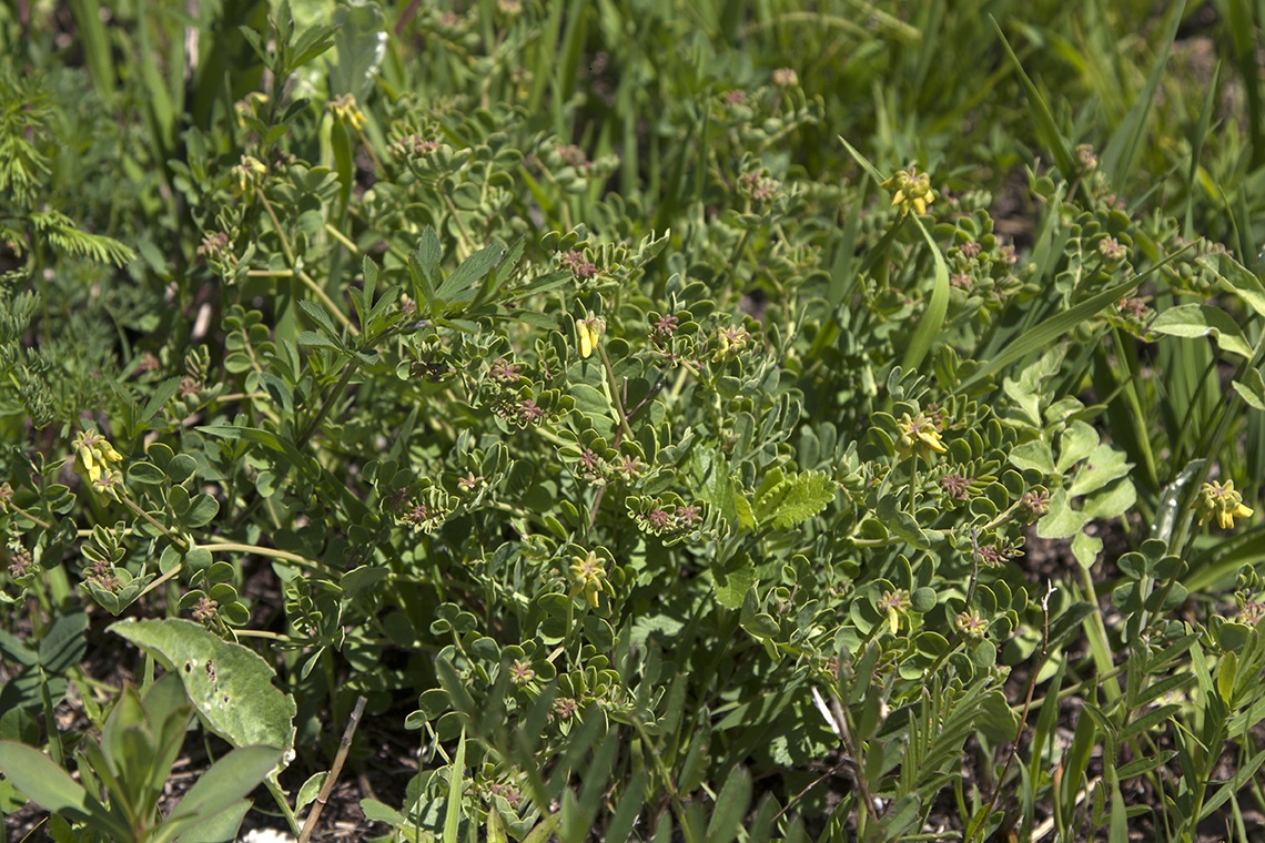 Image of Coronilla coronata specimen.
