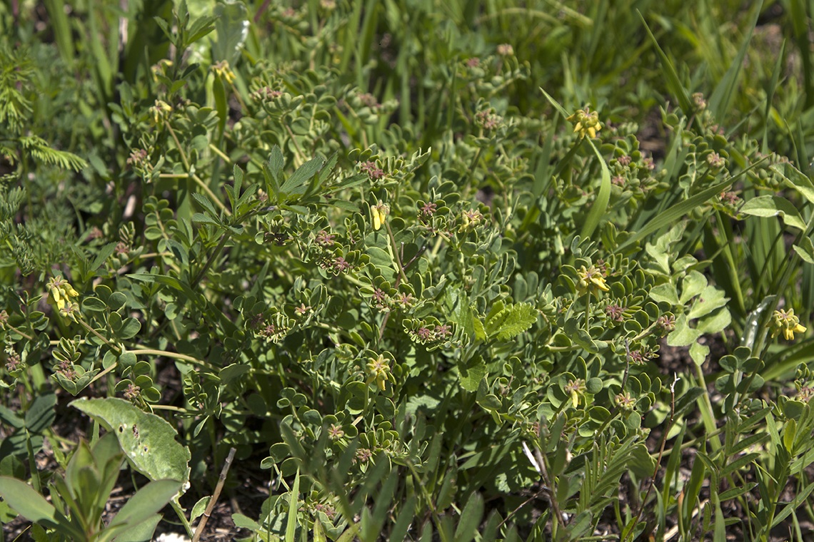 Изображение особи Coronilla coronata.