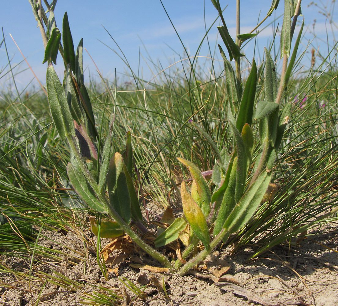 Image of Camelina microcarpa specimen.