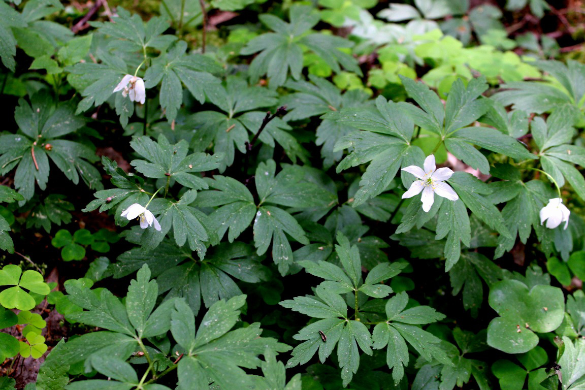 Изображение особи Anemone nemorosa.