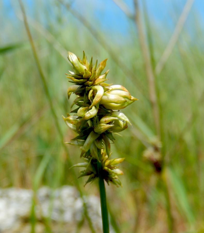 Image of Carex spicata specimen.