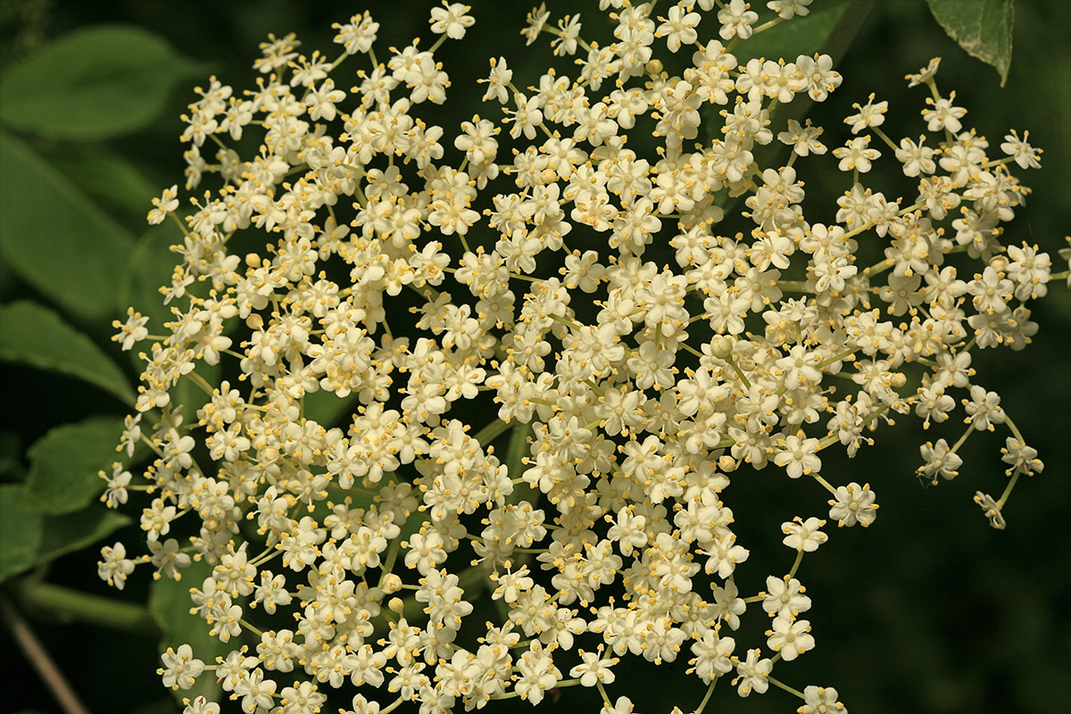 Image of Sambucus nigra specimen.