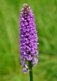 Dactylorhiza × kerneriorum. Соцветие. Московская обл., Сергиево-Посадский р-н, окр. дер. Тешилово, луг. 25.06.2016.