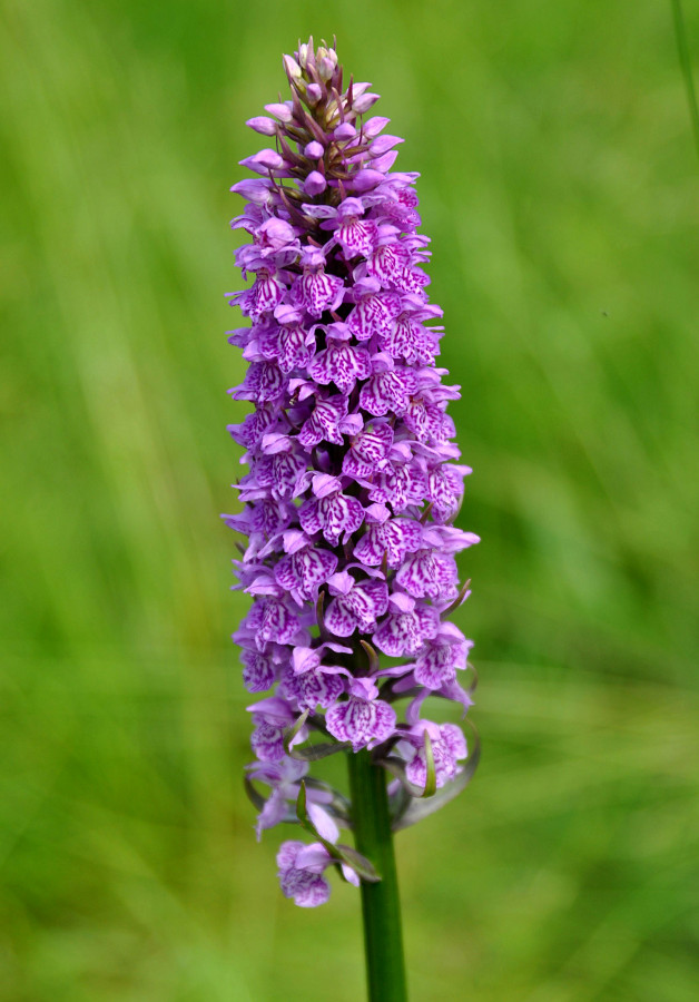 Image of Dactylorhiza × kerneriorum specimen.