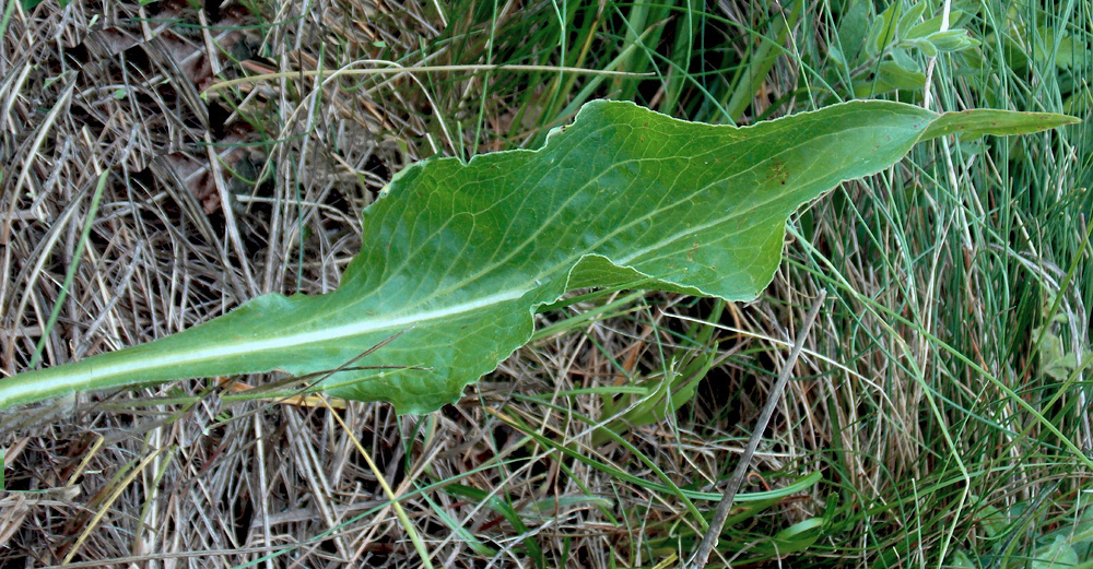 Image of Scorzonera taurica specimen.