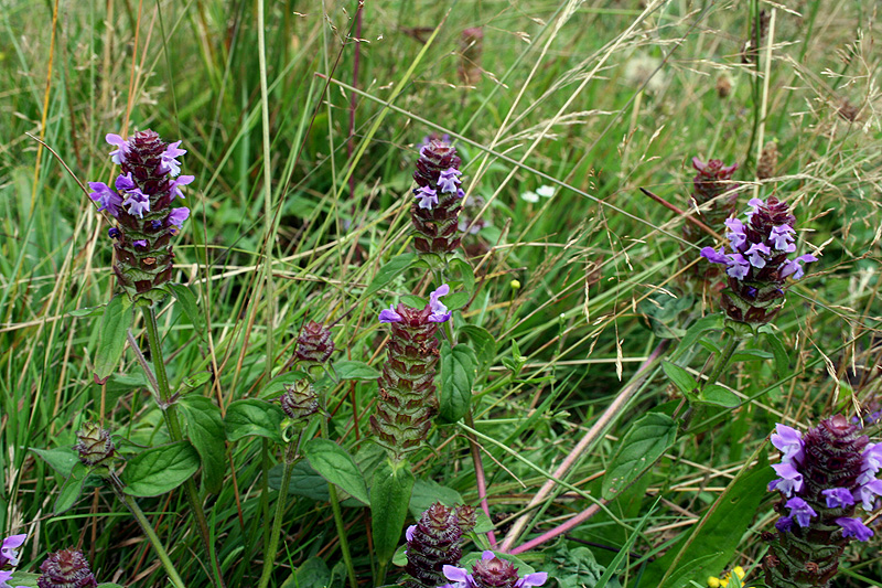 Изображение особи Prunella vulgaris.