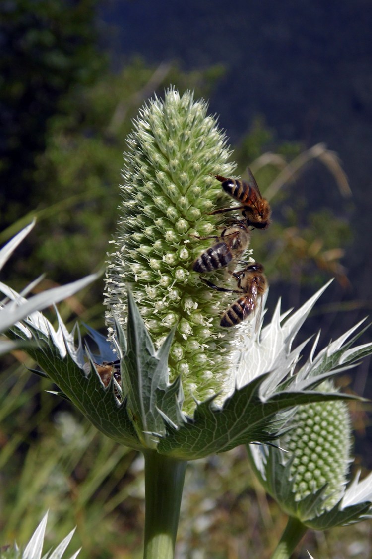 Image of Eryngium giganteum specimen.
