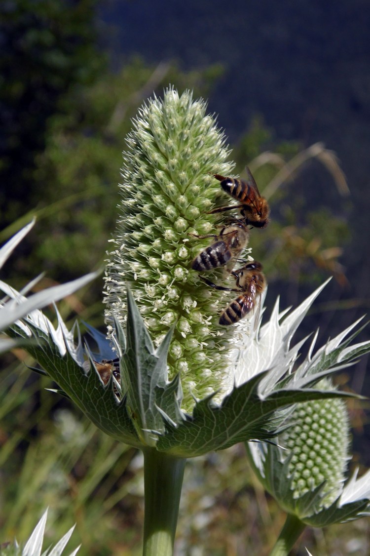 Изображение особи Eryngium giganteum.