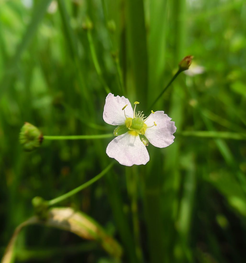 Image of Alisma lanceolatum specimen.