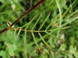 Image of taxon representative. Author is Наталья Суровцева