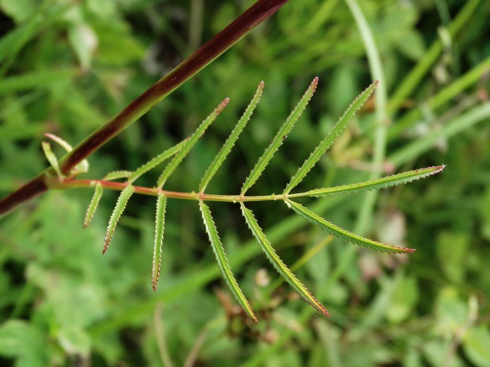 Image of Sanguisorba parviflora specimen.
