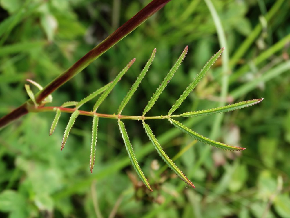 Изображение особи Sanguisorba parviflora.