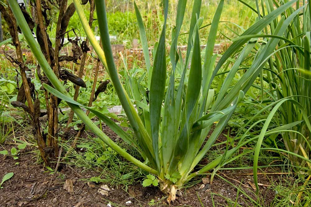 Image of Allium nutans specimen.