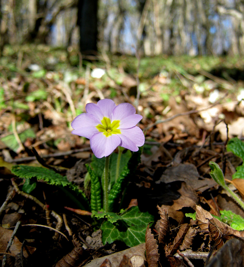 Image of Primula vulgaris specimen.