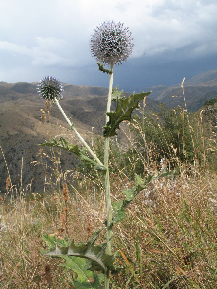 Image of Echinops talassicus specimen.