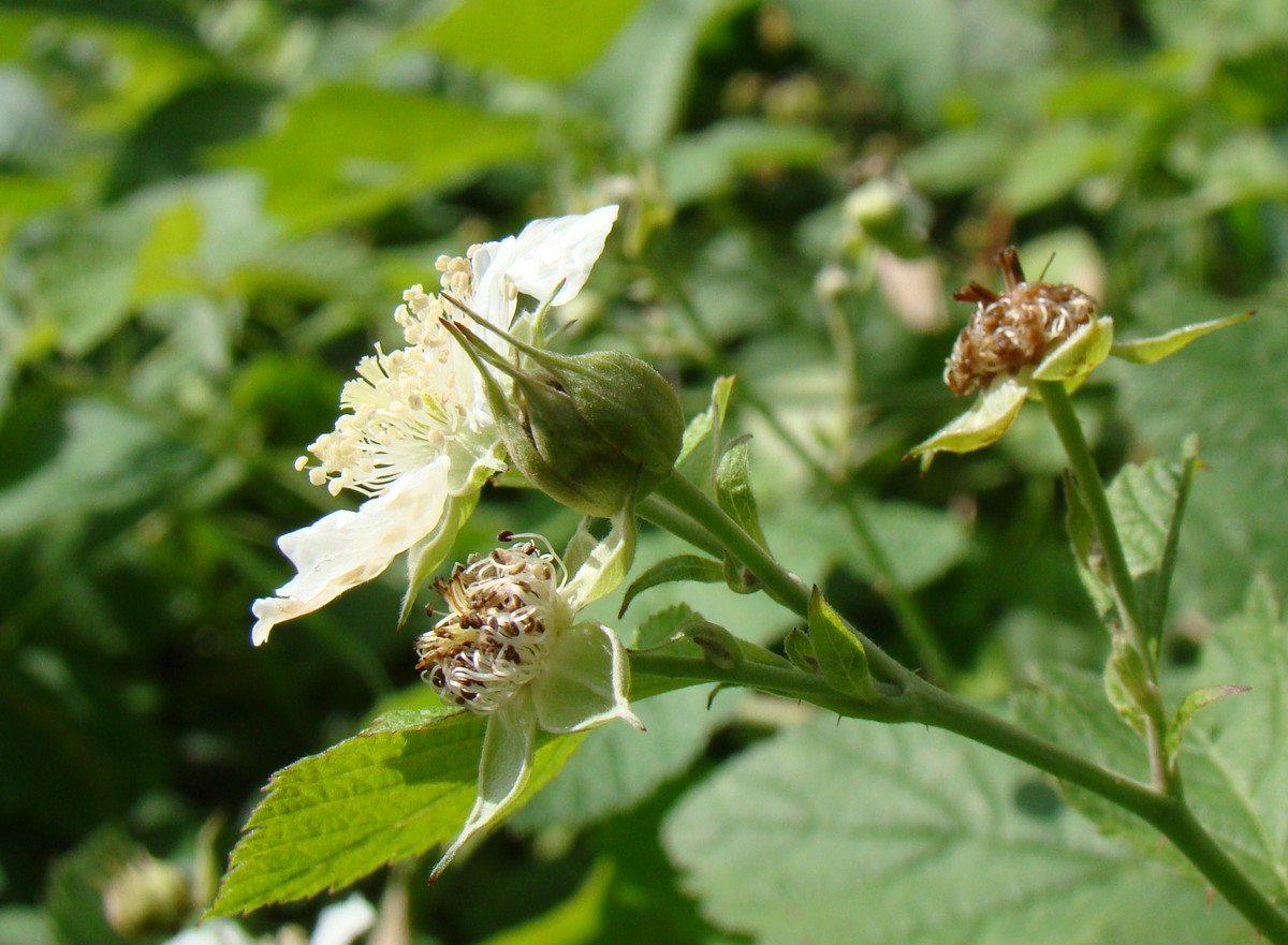 Изображение особи Rubus caesius.