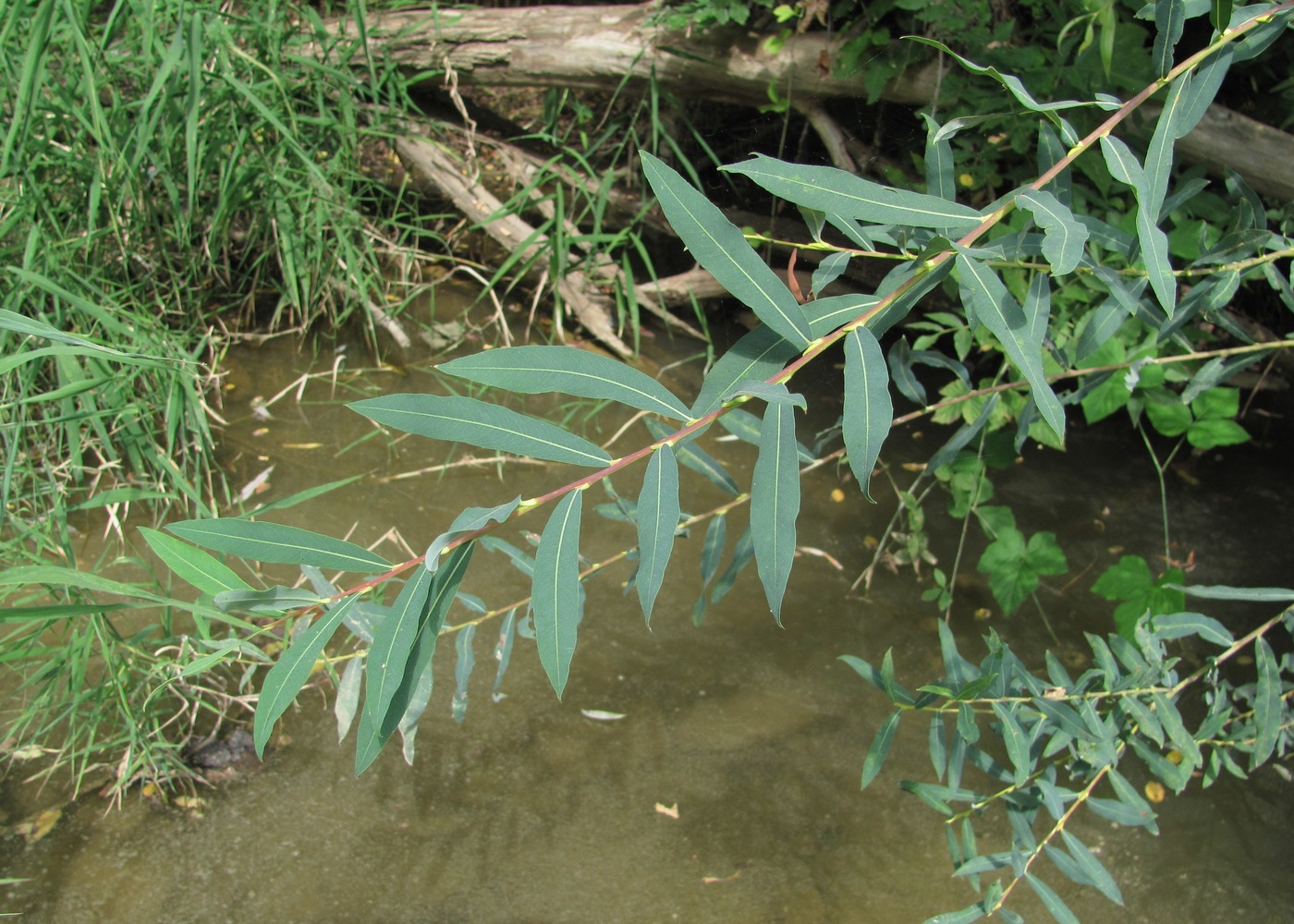 Image of Salix elbursensis specimen.