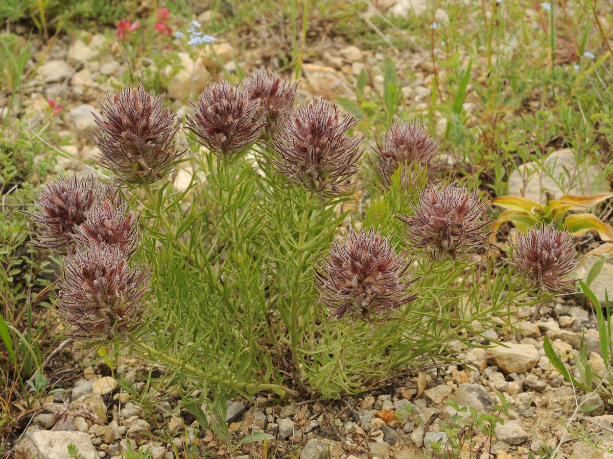 Image of Bungea vesiculifera specimen.