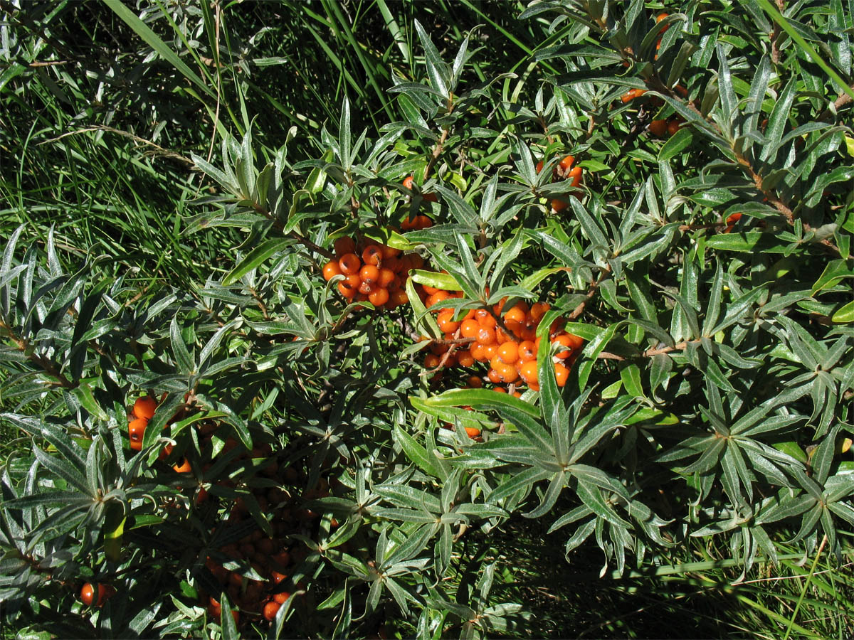 Image of Hippophae rhamnoides specimen.