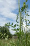 Selinum carvifolia. Средняя часть побега. Ленинградская обл., Гатчинский р-н, окр. пос. Пудость, заброшенный травертиновый карьер, суходольный злаково-разнотравный луг. 10.07.2016.