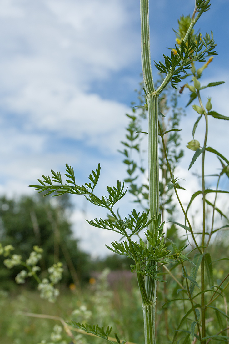 Изображение особи Selinum carvifolia.