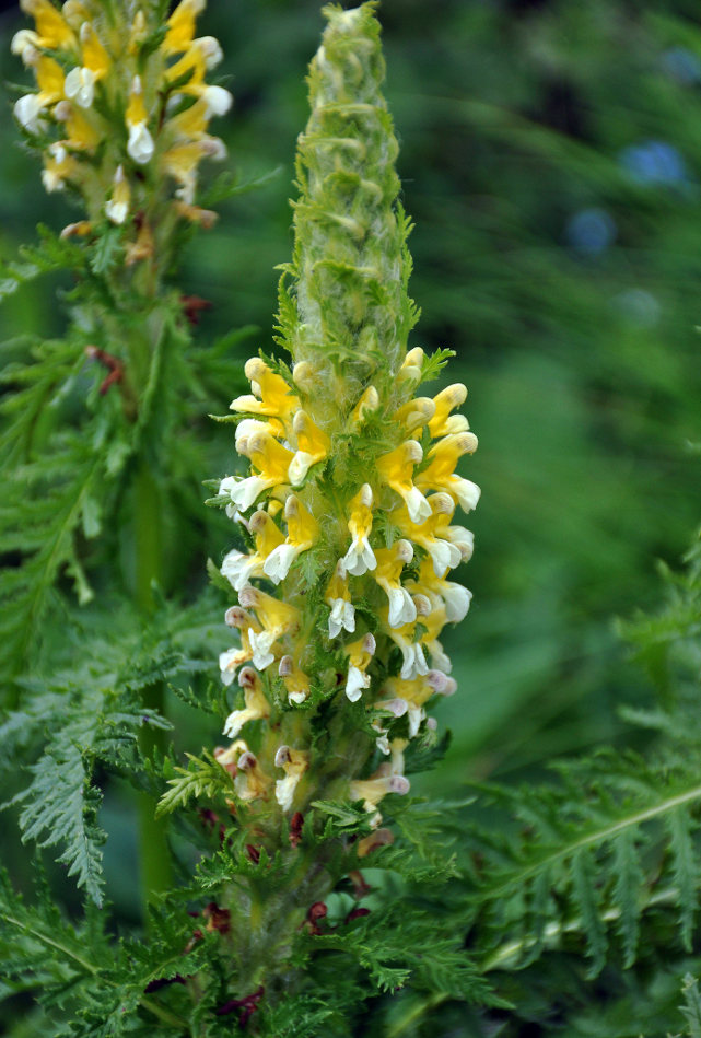 Изображение особи Pedicularis condensata.