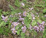 Astragalus megalanthus
