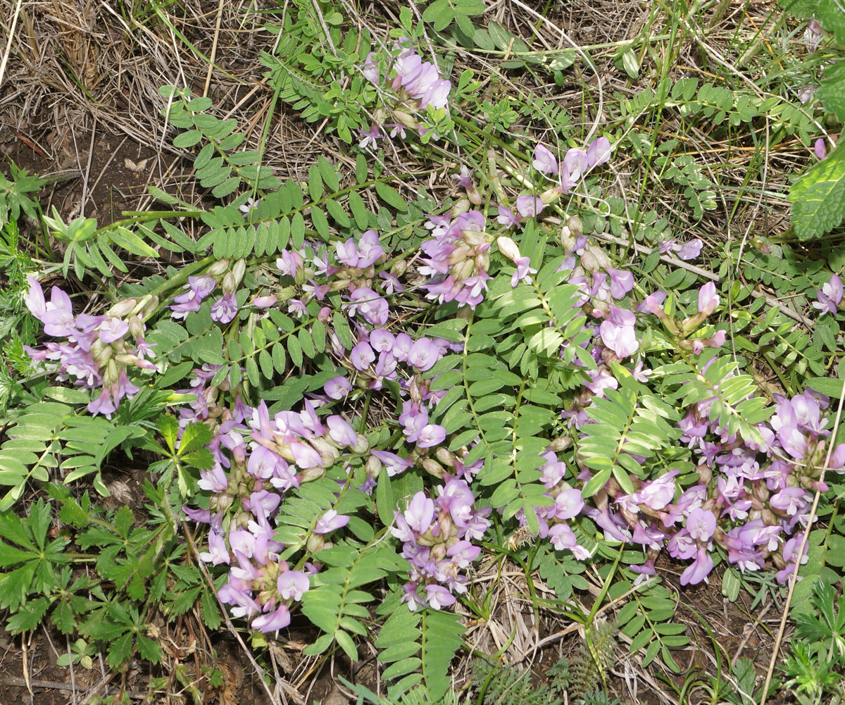 Изображение особи Astragalus megalanthus.