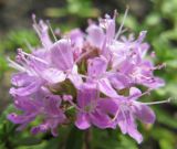 Thymus dubjanskyi. Цветки (Thymus dubjanskii Klok. et Shost.). Саратовская обл., Хвалынский р-н, окр. г. Хвалынска, гора Богданиха. 21.07.2009.
