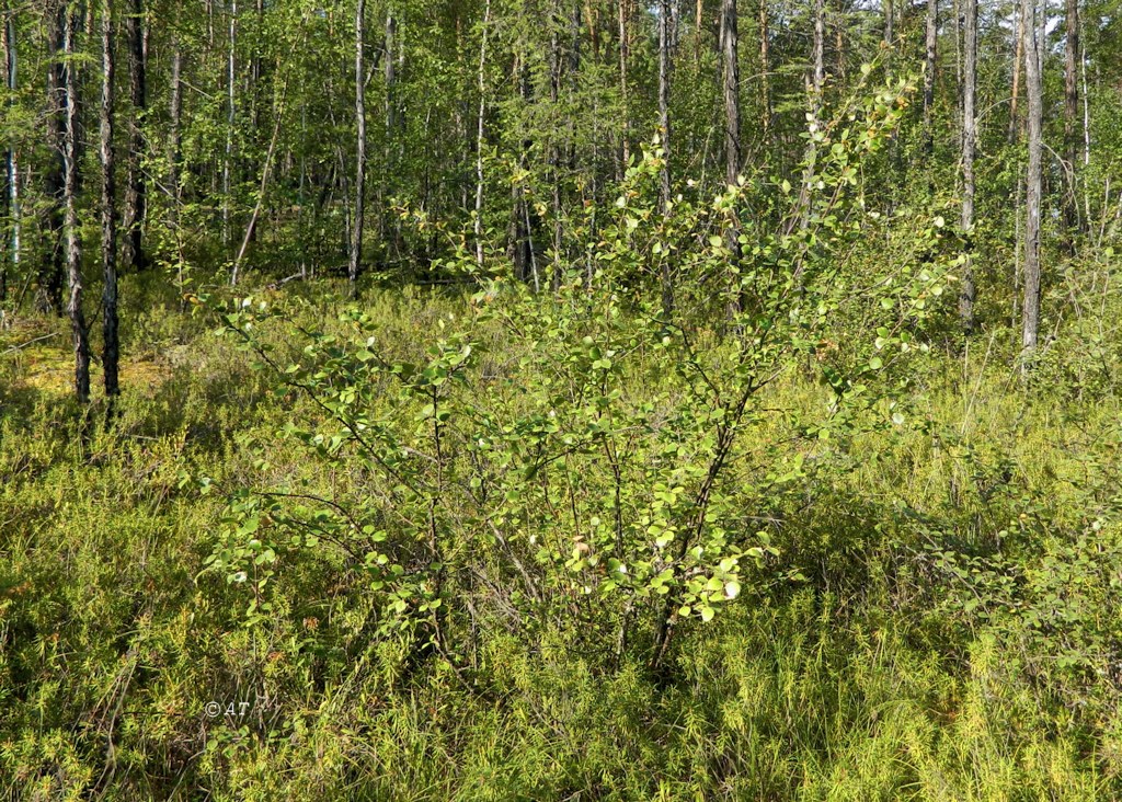 Image of Betula divaricata specimen.