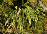 Asplenium trichomanes. Вегетирующее растение. Германия, Северный Рейн-Вестфалия, окр. г. Моншау, скальный выход. Декабрь.