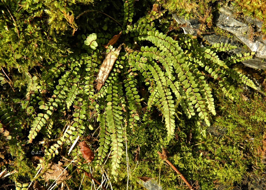 Изображение особи Asplenium trichomanes.