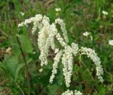 Aconogonon alpinum