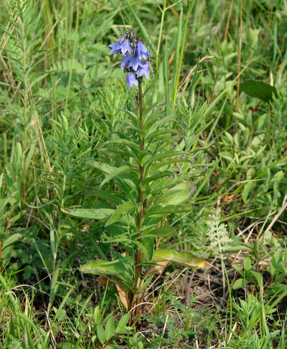 Изображение особи Adenophora lamarckii.