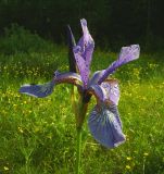 Iris sibirica