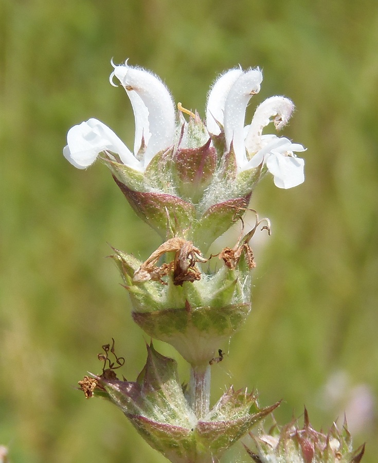 Image of Salvia aethiopis specimen.
