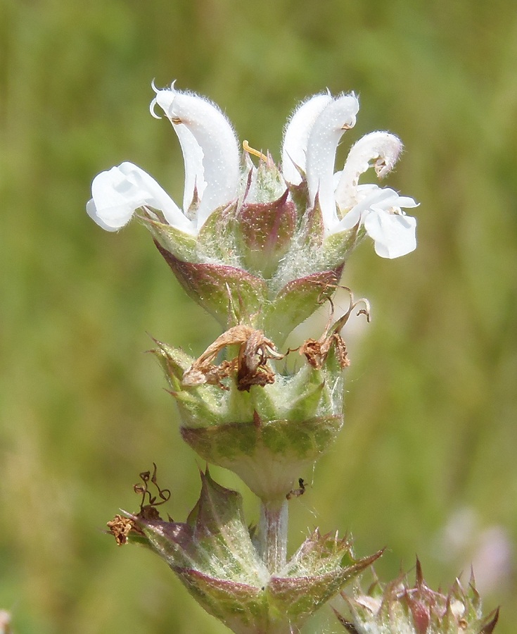 Изображение особи Salvia aethiopis.