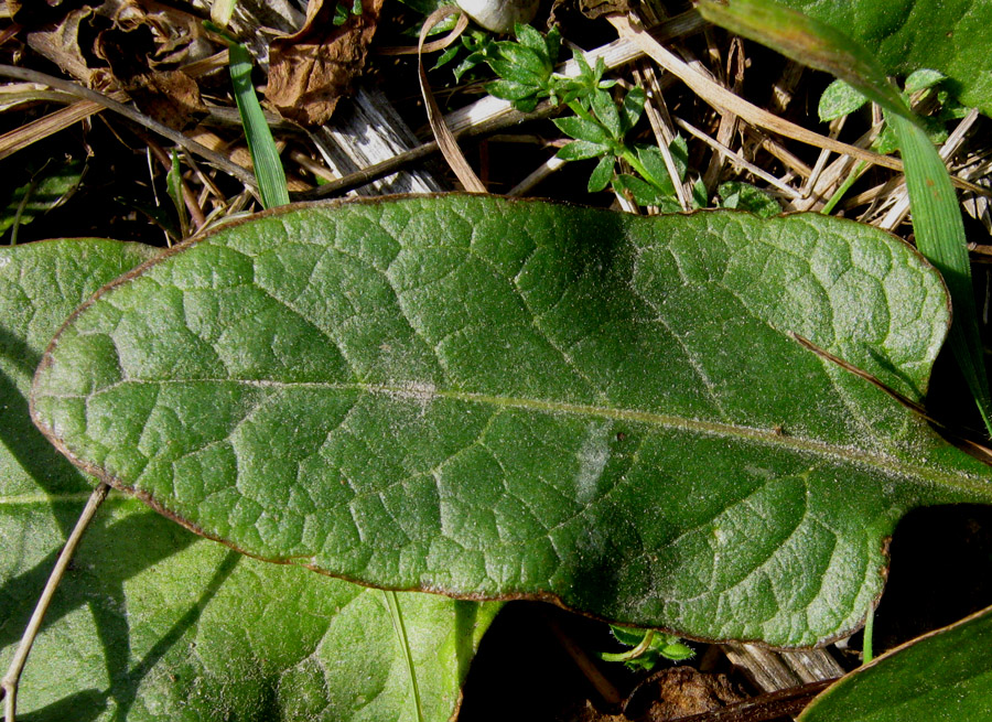 Изображение особи Beta corolliflora.