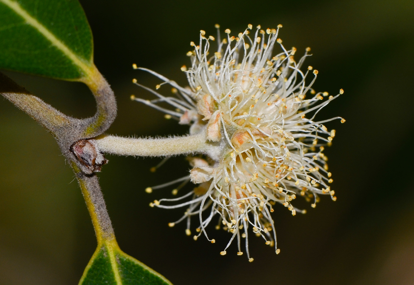 Image of Syncarpia glomulifera specimen.