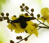 Peltophorum pterocarpum. Часть соцветия с фуражирующей пчелой-древогрызом. Малайзия, о-в Борнео, пров. Сабах, г. Кинабалу, сад возле гостиницы. 15 февраля 2013 г.