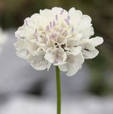 Scabiosa balcanica