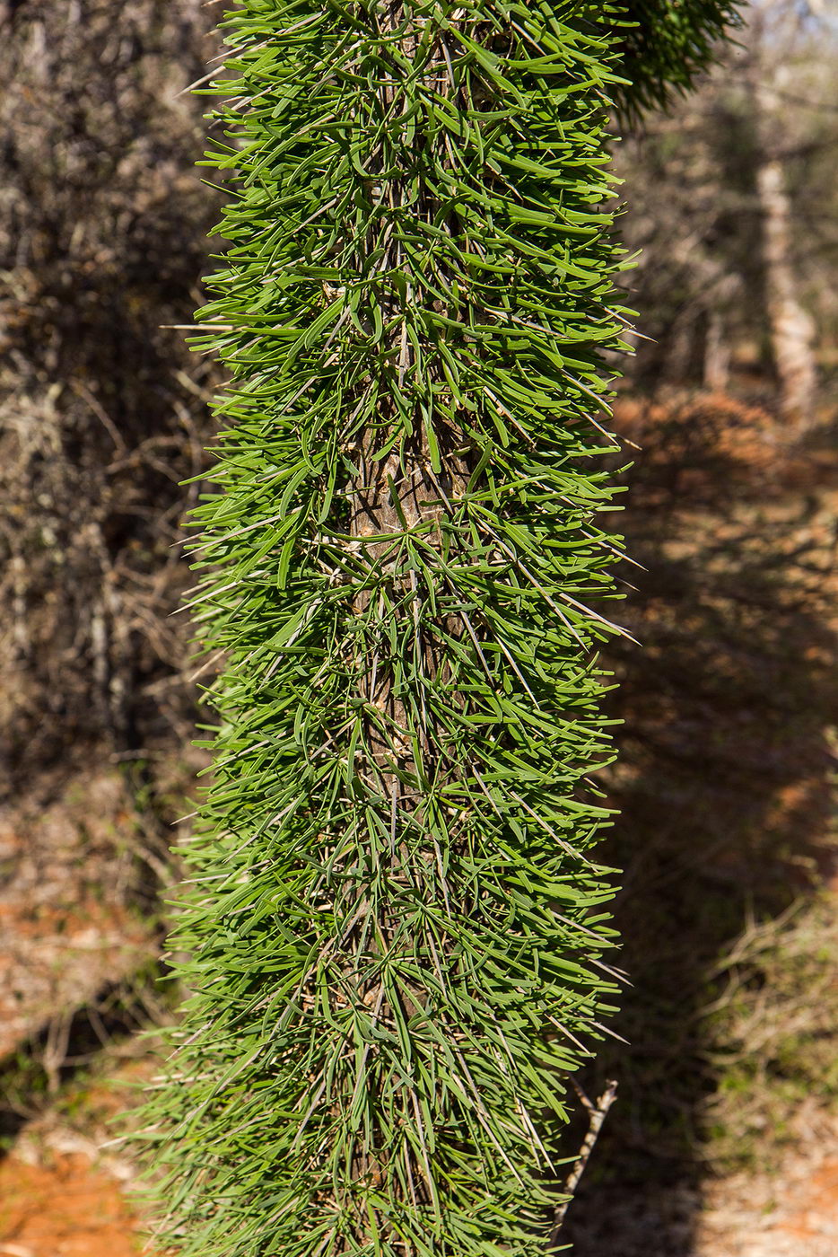 Image of Didierea madagascariensis specimen.